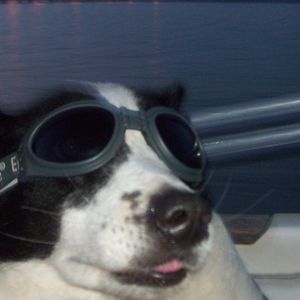 Meet your Posher, Shelley